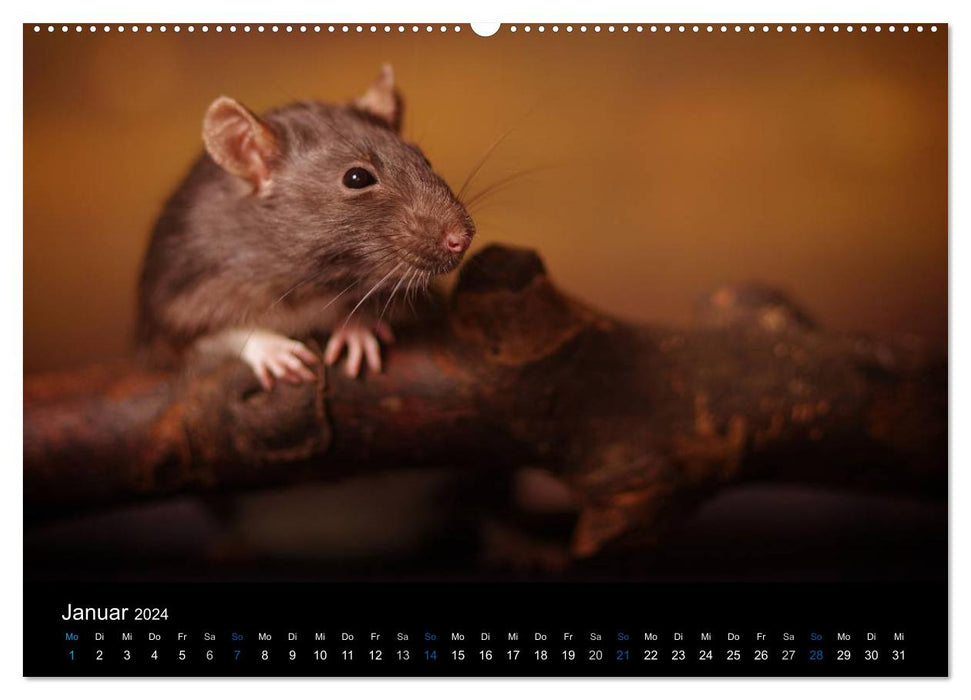 Ratten. Die große Welt der kleinen Nager (CALVENDO Premium Wandkalender 2024)