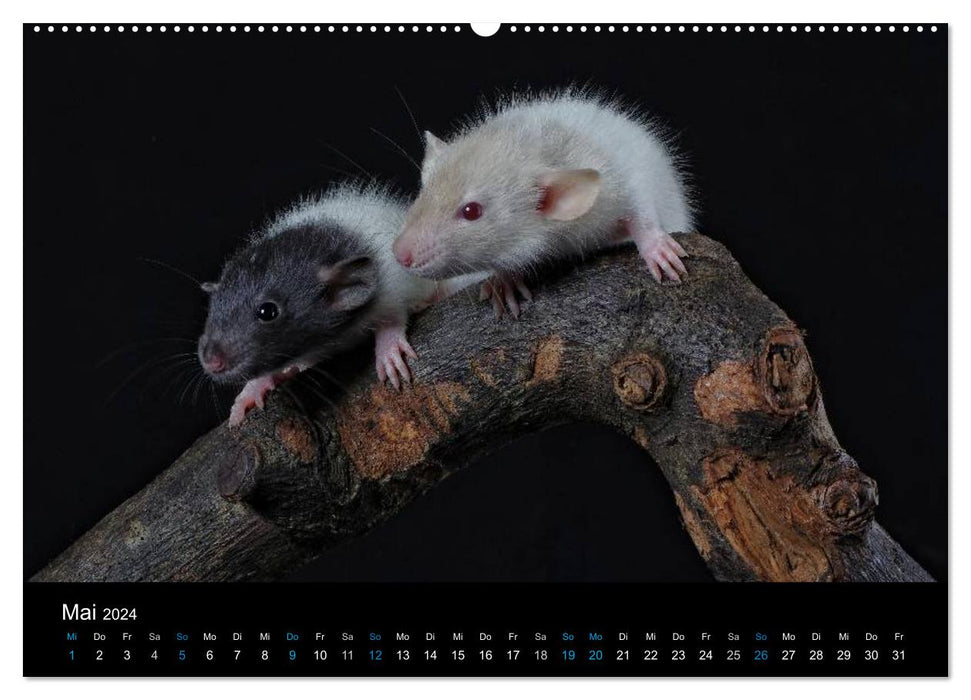 Rats. The big world of little rodents (CALVENDO Premium Wall Calendar 2024) 