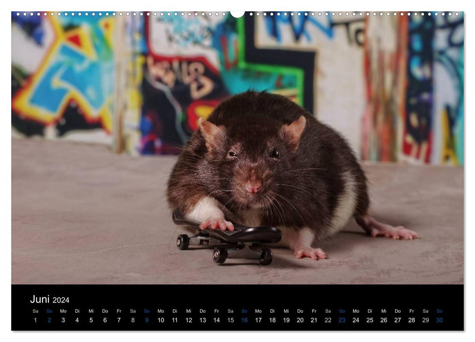 Rats. The big world of little rodents (CALVENDO Premium Wall Calendar 2024) 