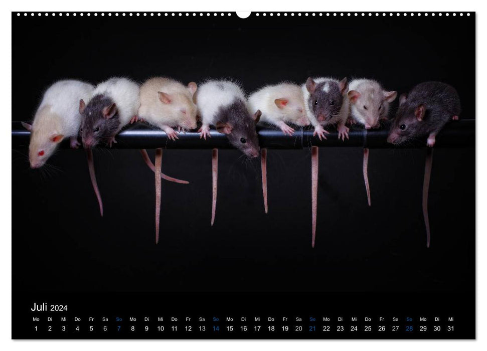 Rats. The big world of little rodents (CALVENDO Premium Wall Calendar 2024) 