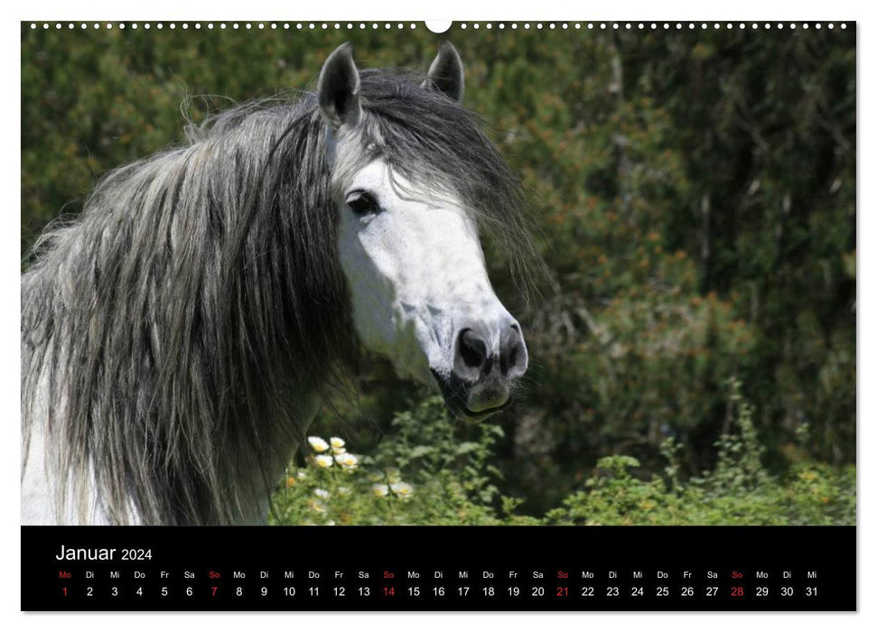 Caballos Spanische Pferde 2024 (CALVENDO Wandkalender 2024)