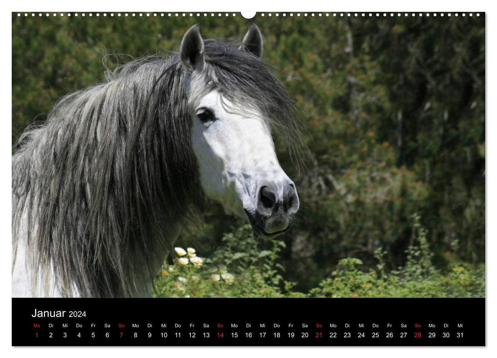 Caballos Spanish Horses 2024 (CALVENDO Wall Calendar 2024) 