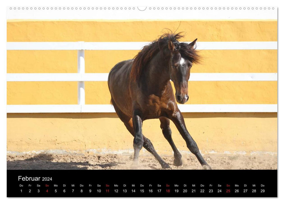 Caballos Spanische Pferde 2024 (CALVENDO Wandkalender 2024)