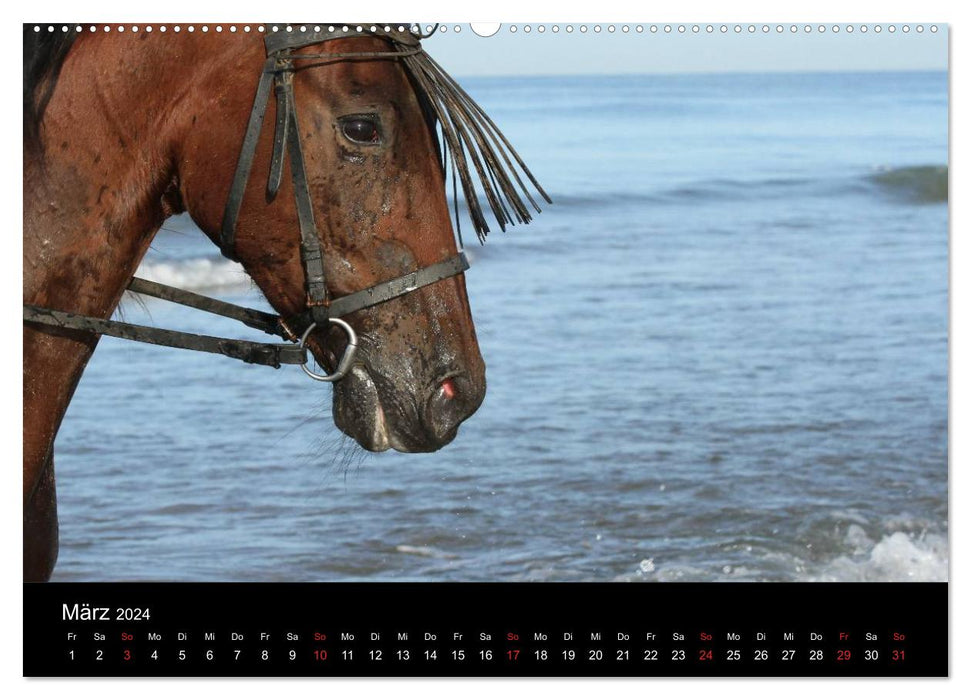 Caballos Spanische Pferde 2024 (CALVENDO Wandkalender 2024)