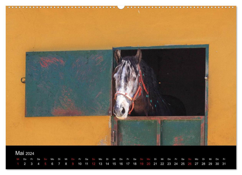Caballos Spanish Horses 2024 (CALVENDO Wall Calendar 2024) 