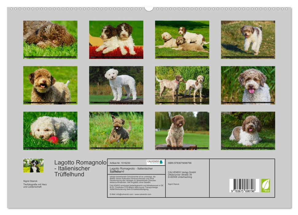 Lagotto Romagnolo - Italienischer Trüffelhund (CALVENDO Premium Wandkalender 2024)