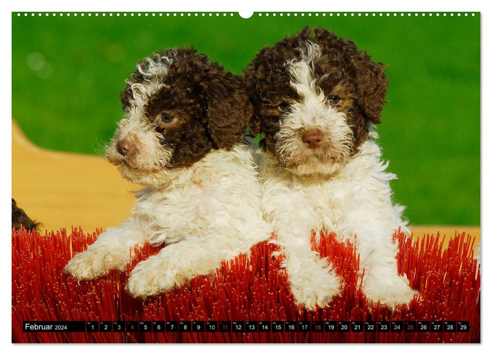 Lagotto Romagnolo - Italian Truffle Dog (CALVENDO Premium Wall Calendar 2024) 