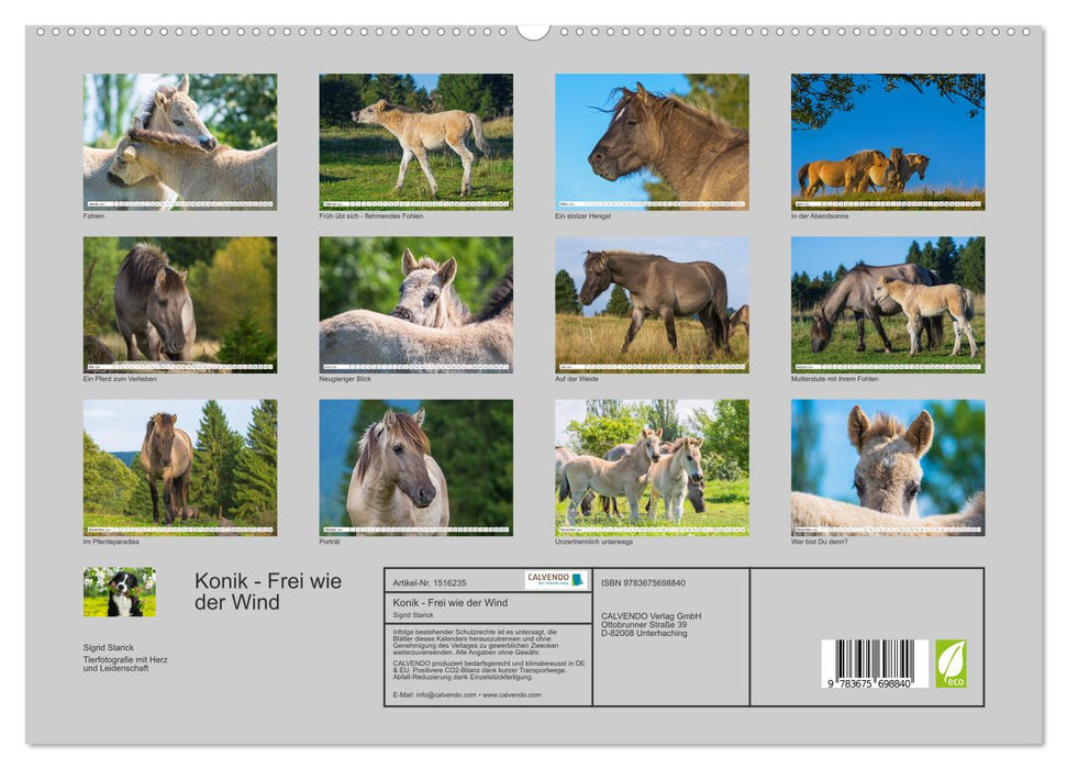 Konik - Born Free (CALVENDO Premium Wall Calendar 2024) 