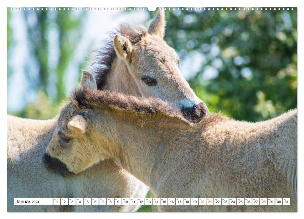 Konik - Born Free (CALVENDO Premium Wall Calendar 2024) 