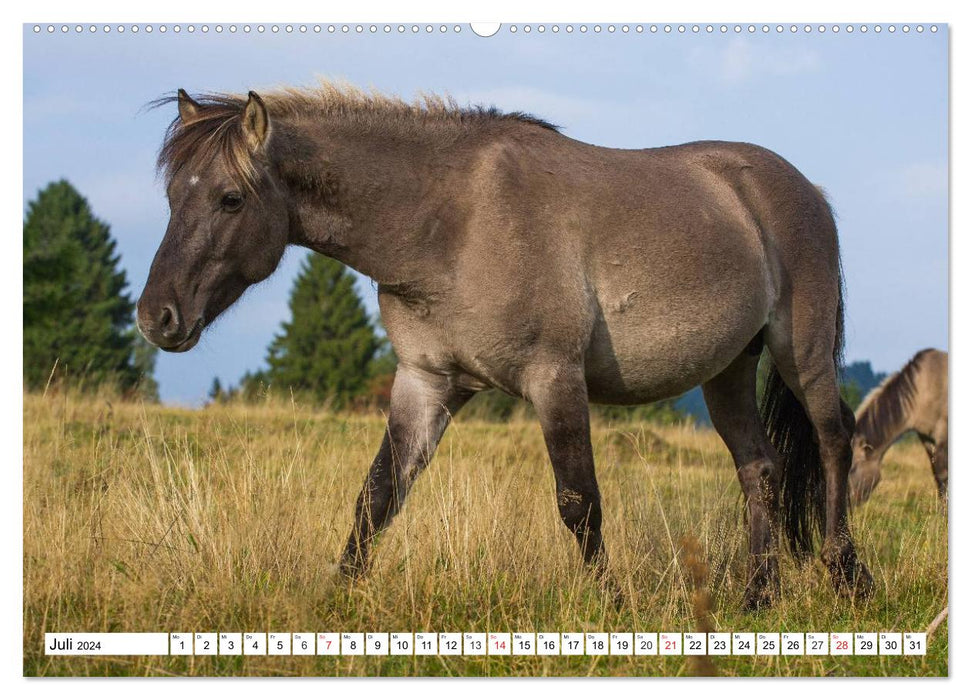 Konik - Born Free (CALVENDO Premium Wall Calendar 2024) 