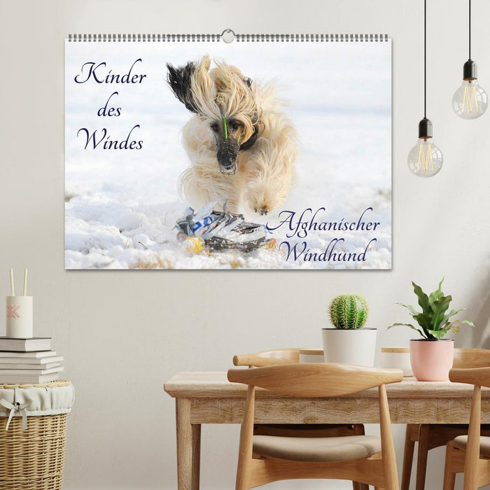 Kinder des Windes - Afghanischer Windhund (CALVENDO Wandkalender 2024)