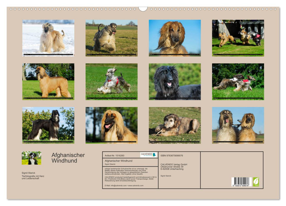 Kinder des Windes - Afghanischer Windhund (CALVENDO Wandkalender 2024)