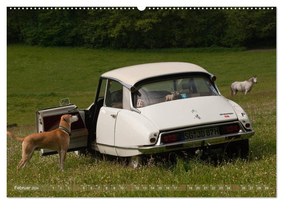 Citroën DS - Goddess in white (CALVENDO wall calendar 2024) 