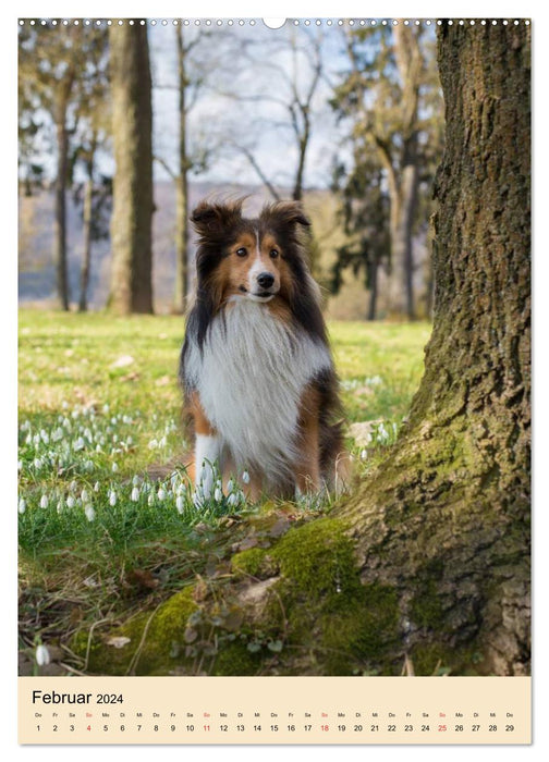 With Shelties throughout the year (CALVENDO Premium Wall Calendar 2024) 