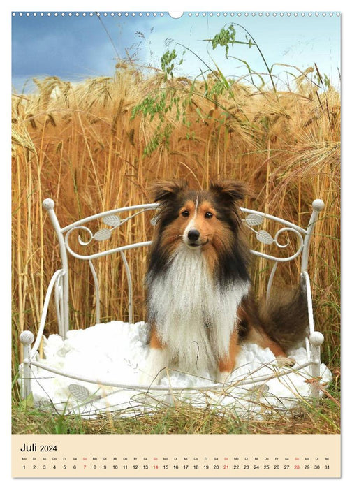 With Shelties throughout the year (CALVENDO Premium Wall Calendar 2024) 