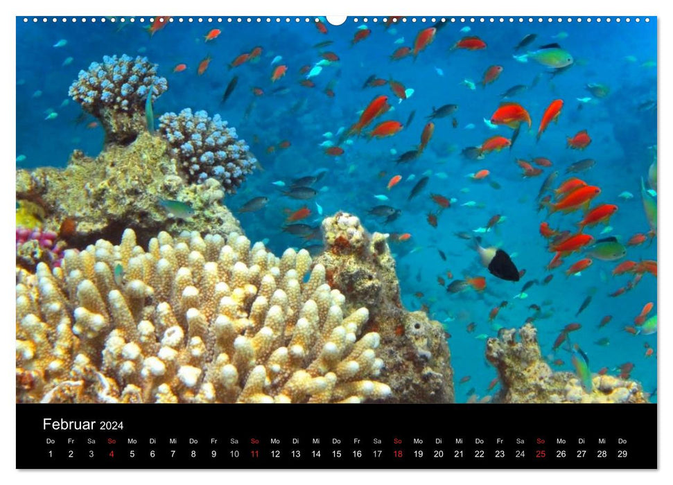 Reef life - Just dive in (CALVENDO Premium Wall Calendar 2024) 