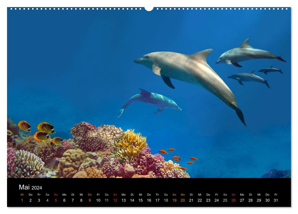 Reef life - Just dive in (CALVENDO Premium Wall Calendar 2024) 
