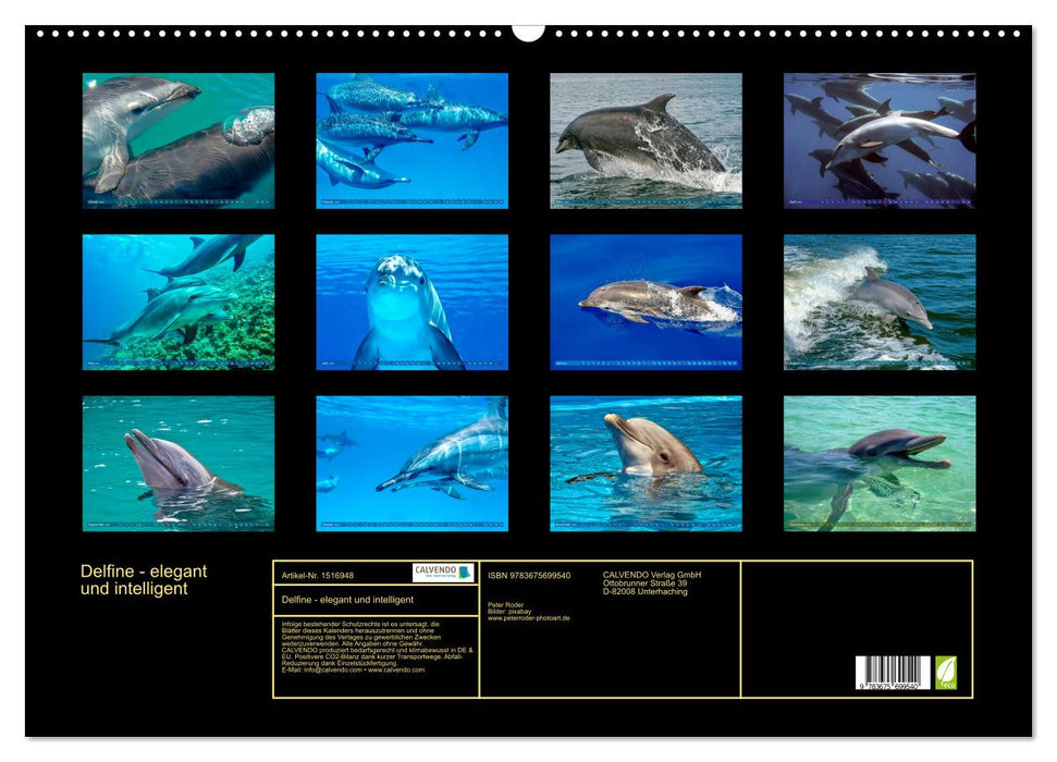 Delfine - elegant und intelligent (CALVENDO Wandkalender 2024)