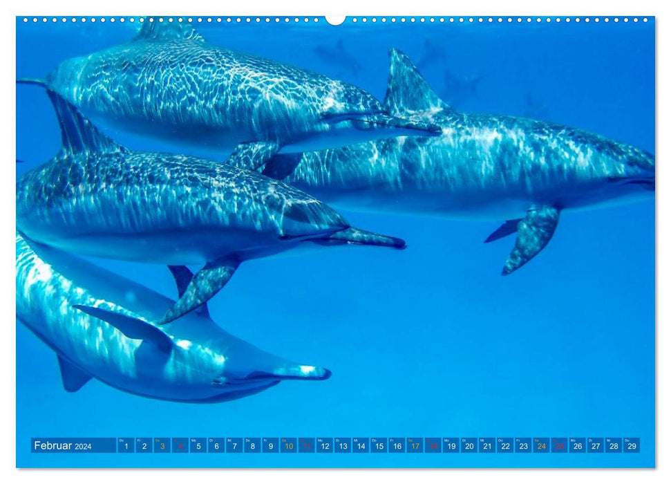 Dolphins - elegant and intelligent (CALVENDO wall calendar 2024) 