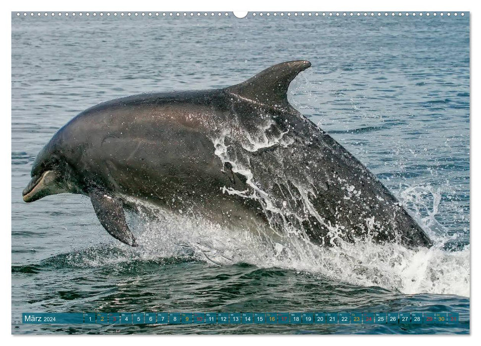 Dolphins - elegant and intelligent (CALVENDO wall calendar 2024) 