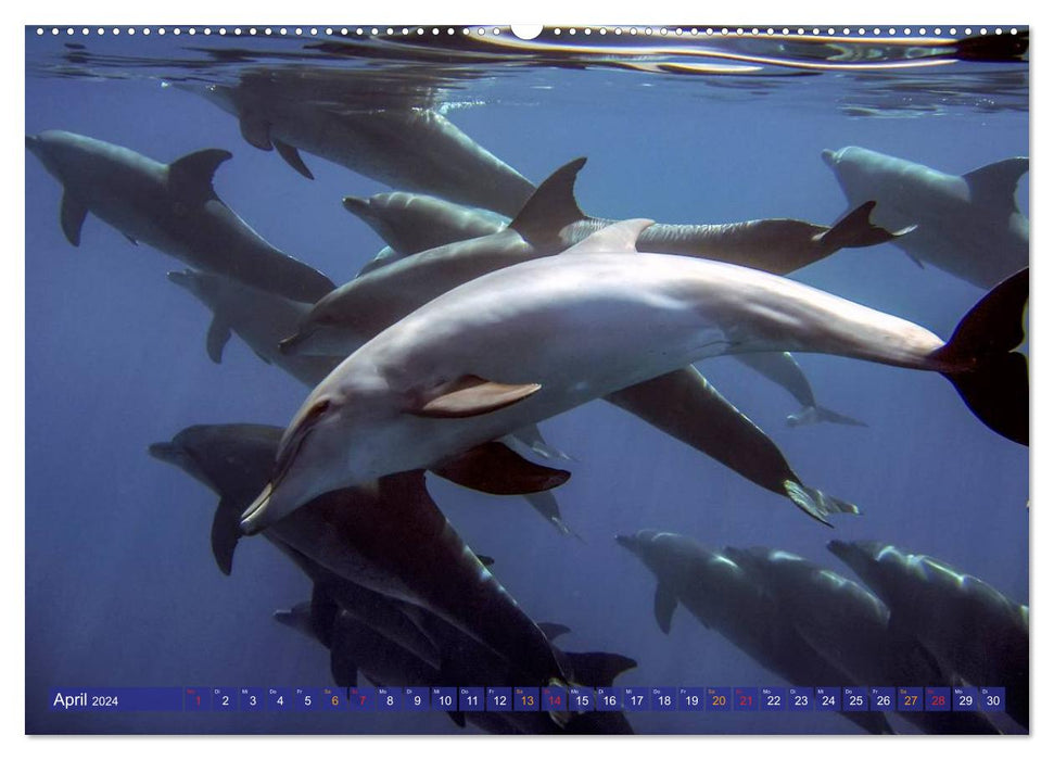 Dolphins - elegant and intelligent (CALVENDO wall calendar 2024) 