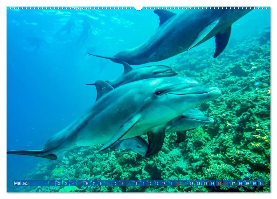 Dolphins - elegant and intelligent (CALVENDO wall calendar 2024) 