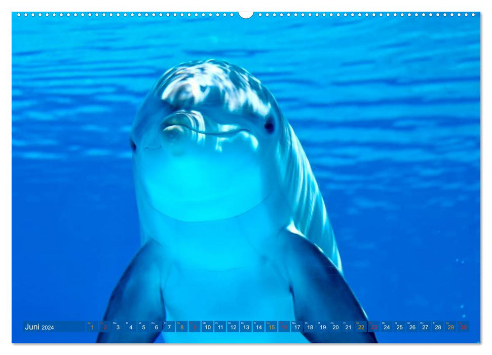 Dolphins - elegant and intelligent (CALVENDO wall calendar 2024) 