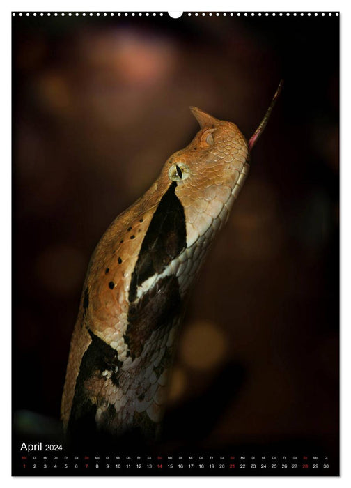 Snakes in the light window of the jungle (CALVENDO wall calendar 2024) 