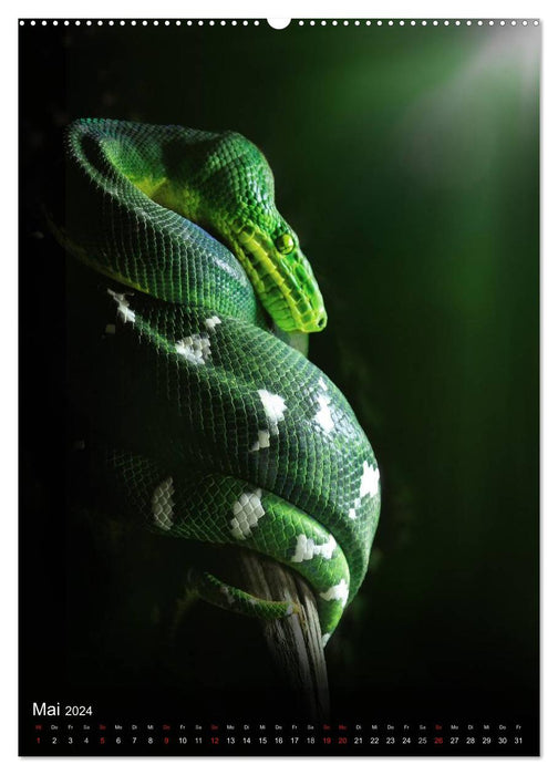 Schlangen im Lichtfenster des Dschungels (CALVENDO Wandkalender 2024)