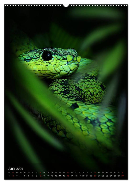 Schlangen im Lichtfenster des Dschungels (CALVENDO Wandkalender 2024)