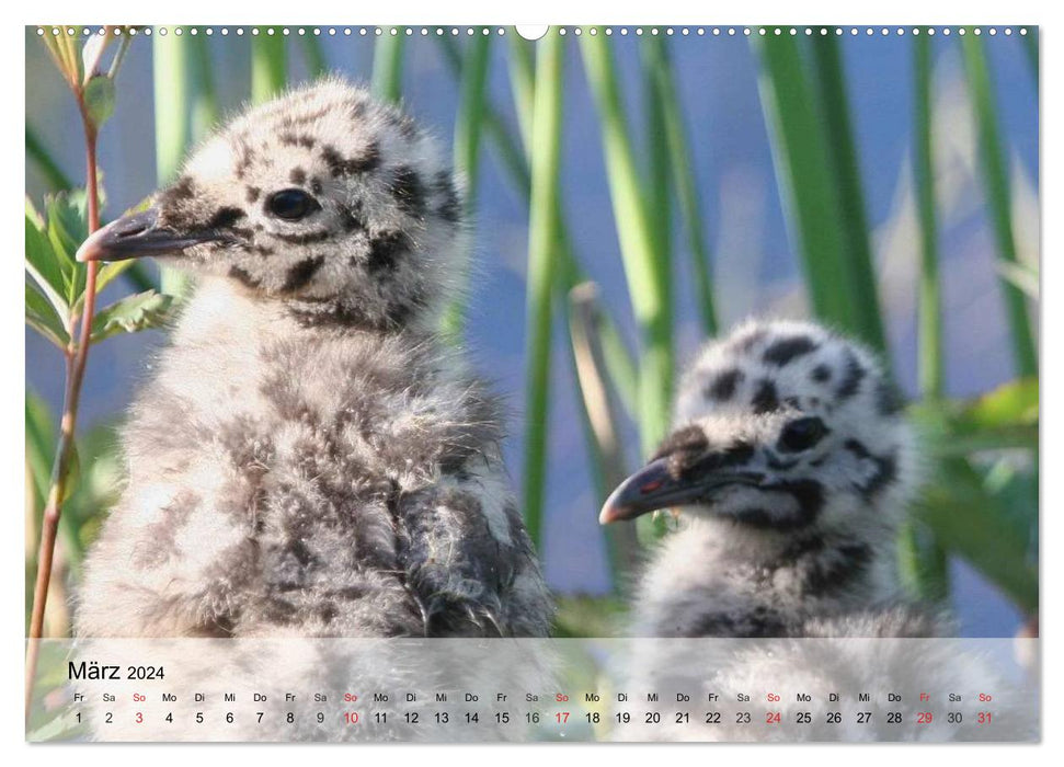 Möwen. Alle heißen Johnatan (CALVENDO Wandkalender 2024)