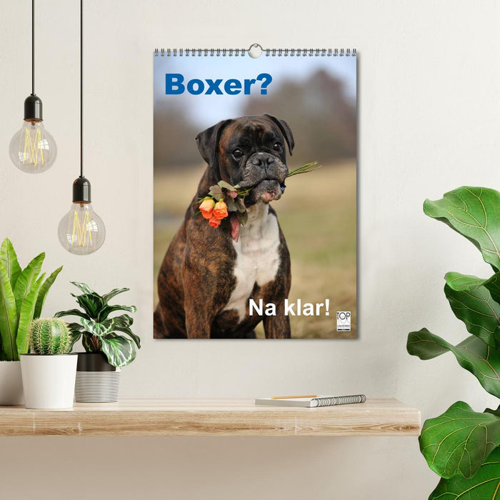 Boxer? Sure, of course! (CALVENDO wall calendar 2024) 