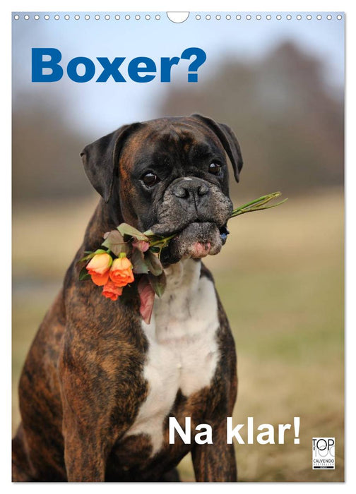 Boxer? Sure, of course! (CALVENDO wall calendar 2024) 