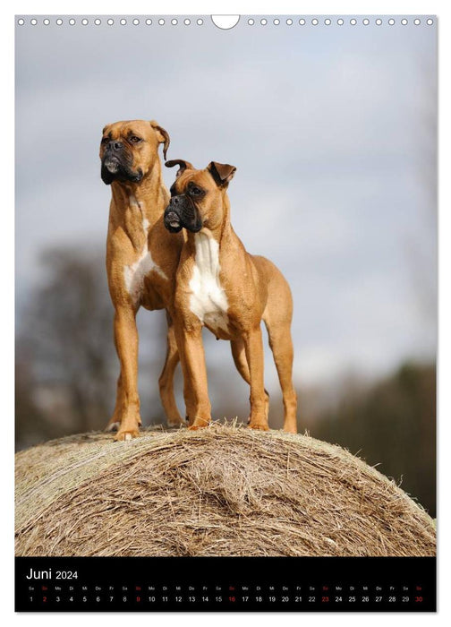 Boxer? Na klar! (CALVENDO Wandkalender 2024)