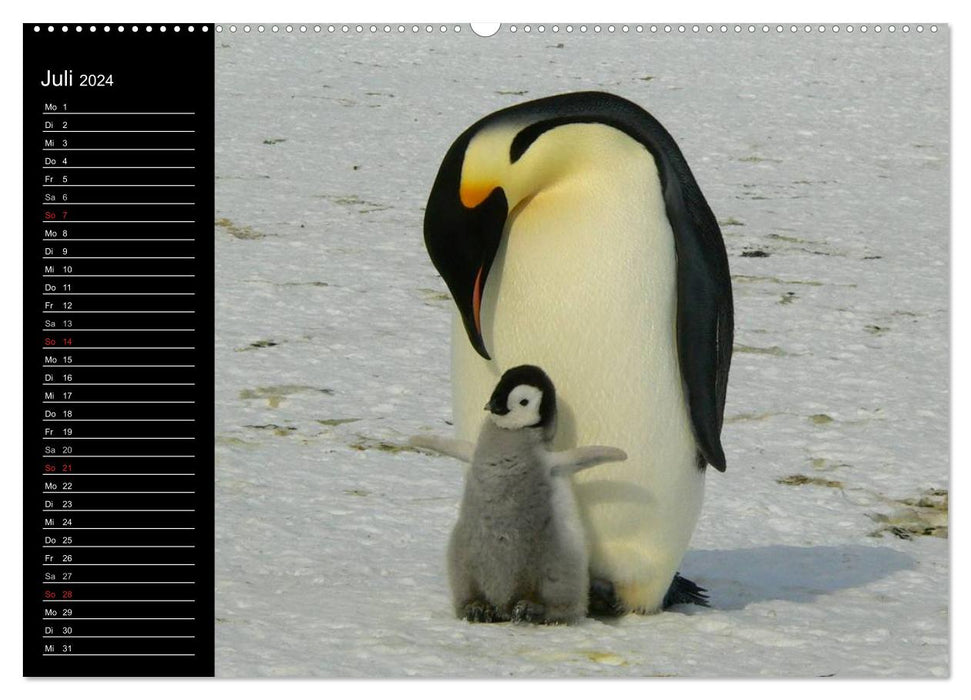 Pinguine - Kaiser- und Königspinguine (CALVENDO Premium Wandkalender 2024)