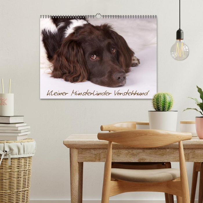 Kleiner Münsterländer Vorstehhund (CALVENDO Wandkalender 2024)