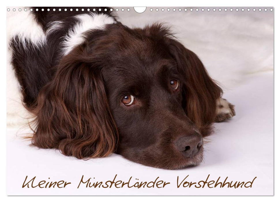 Kleiner Münsterländer Vorstehhund (CALVENDO Wandkalender 2024)