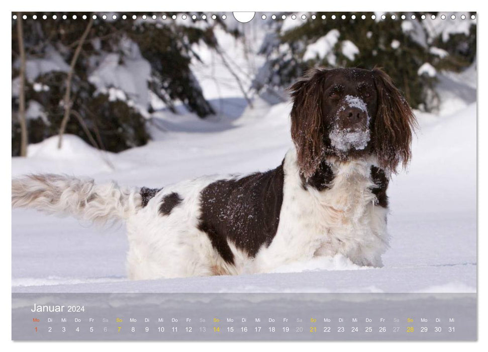 Kleiner Münsterländer Vorstehhund (CALVENDO Wandkalender 2024)