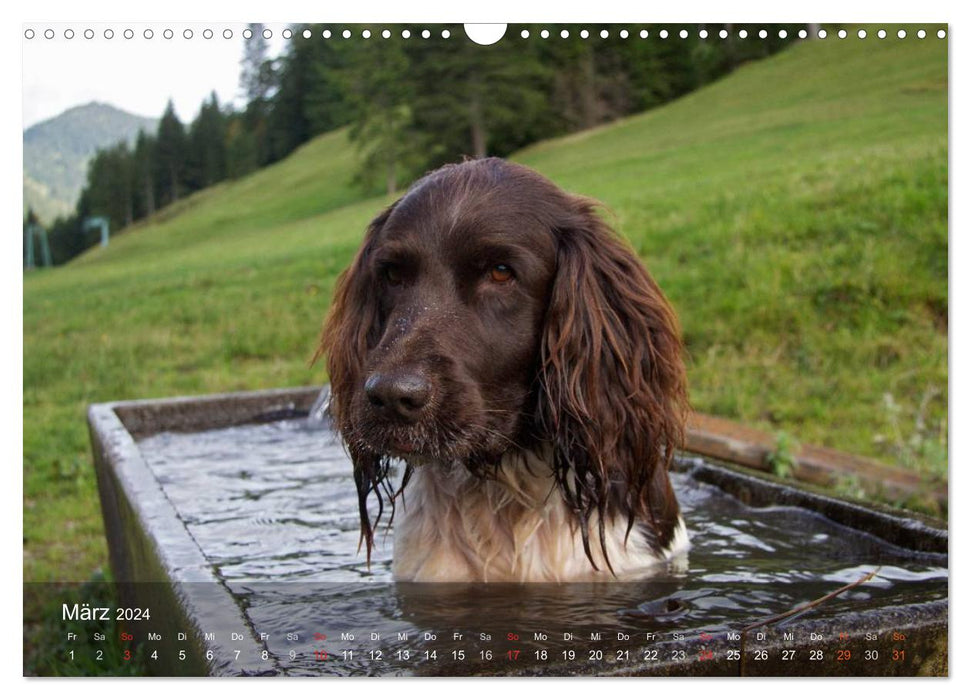 Petit chien d'arrêt du Münsterlander (Calvendo mural CALVENDO 2024) 