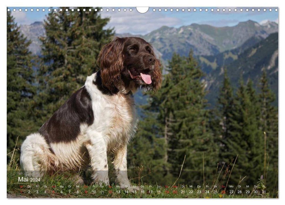 Petit chien d'arrêt du Münsterlander (Calvendo mural CALVENDO 2024) 