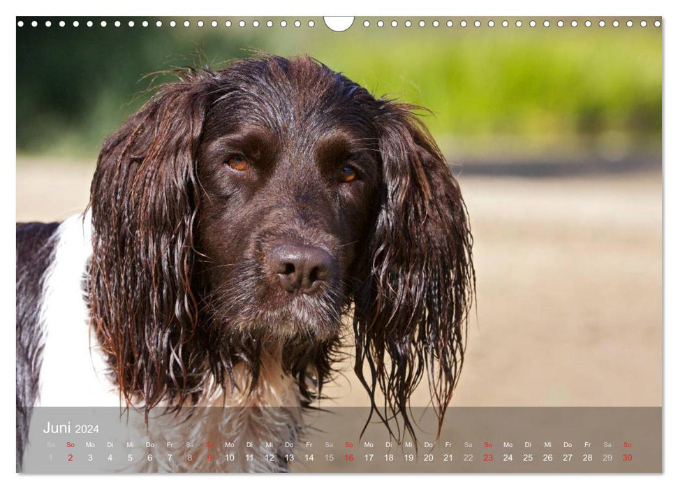 Kleiner Münsterländer Vorstehhund (CALVENDO Wandkalender 2024)