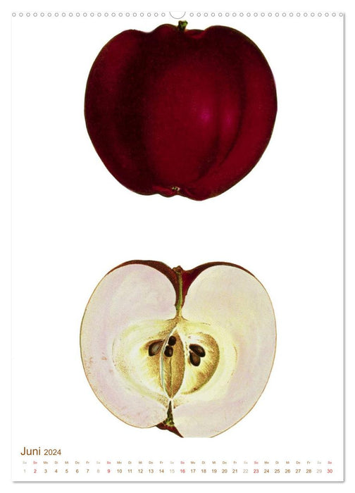 Arbres fruitiers : dessins botaniques et gravures historiques (Calendrier mural CALVENDO 2024) 