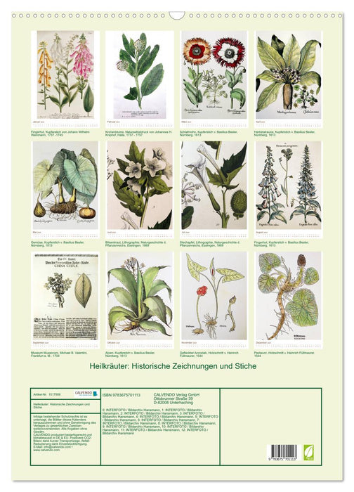 Plantes médicinales : dessins et gravures historiques (Calendrier mural CALVENDO 2024) 