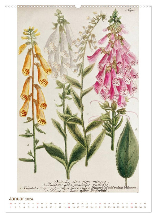 Plantes médicinales : dessins et gravures historiques (Calendrier mural CALVENDO 2024) 