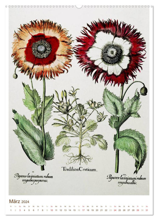 Plantes médicinales : dessins et gravures historiques (Calendrier mural CALVENDO 2024) 