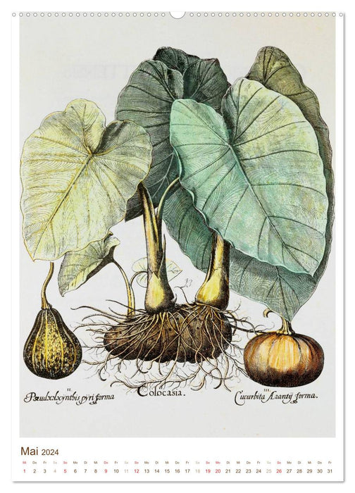 Plantes médicinales : dessins et gravures historiques (Calendrier mural CALVENDO 2024) 