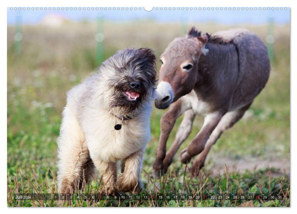 Kleiner Esel. Boldewyn und seine Freunde (CALVENDO Premium Wandkalender 2024)