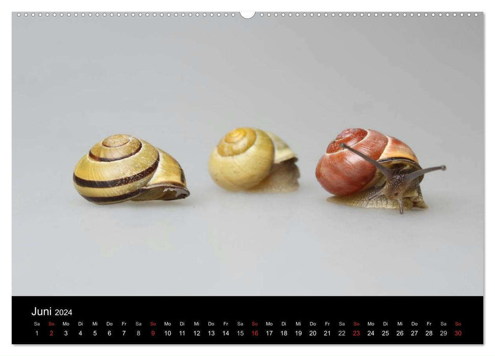 Compagnons silencieux - escargots (Calendrier mural CALVENDO Premium 2024) 