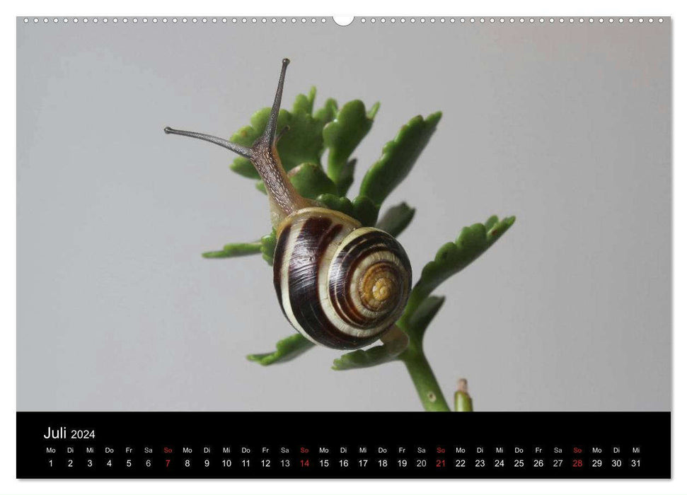 Compagnons silencieux - escargots (Calendrier mural CALVENDO Premium 2024) 