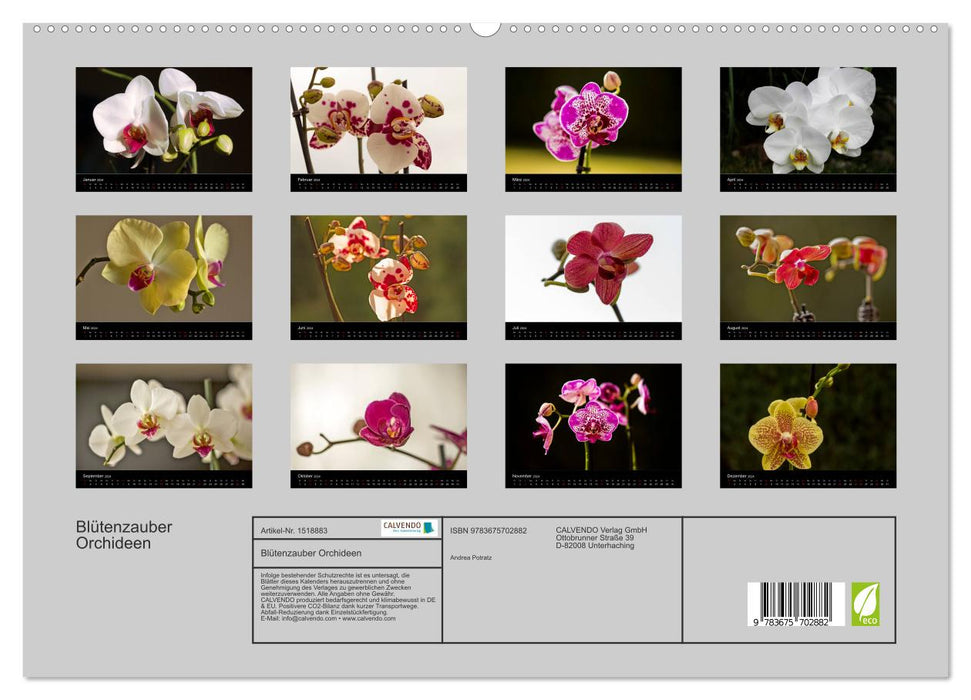 Blütenzauber Orchideen (CALVENDO Premium Wandkalender 2024)